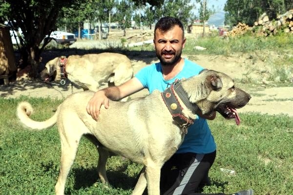 Anadolu çoban köpeklerinin yavruları doğmadan satılıyor 3