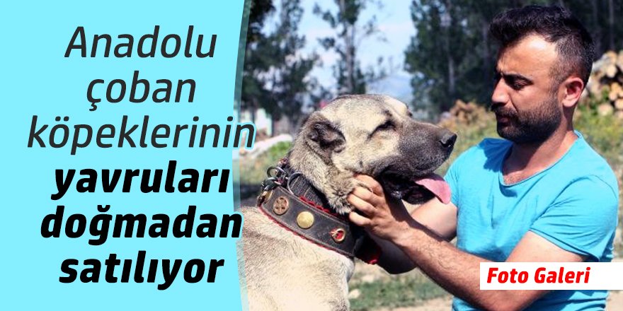 Anadolu çoban köpeklerinin yavruları doğmadan satılıyor