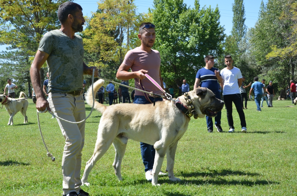 Köpek Irk Standartları Türkiye Şampiyonası 6