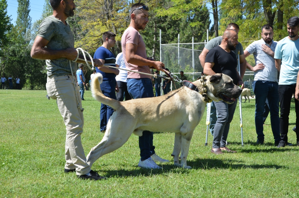 Köpek Irk Standartları Türkiye Şampiyonası 8