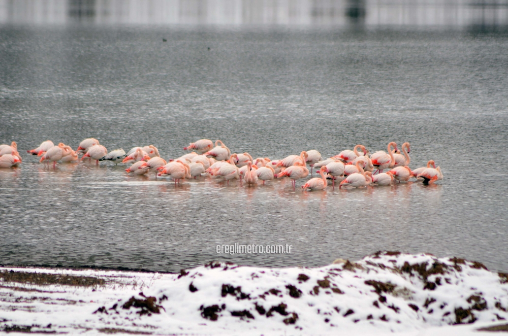 İvriz Baraj Gölü'nde 12 flamingo ölü bulundu 1