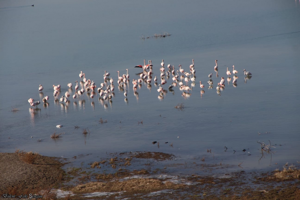 Flamingolar İvriz Barajında 1