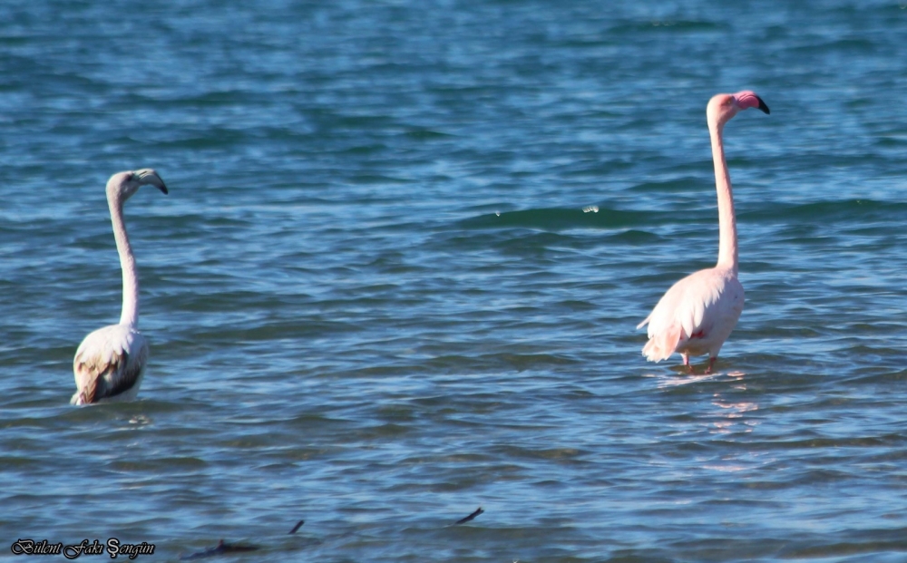 İvriz barajına gelen flamingolar, barajdan ayrıldı 1