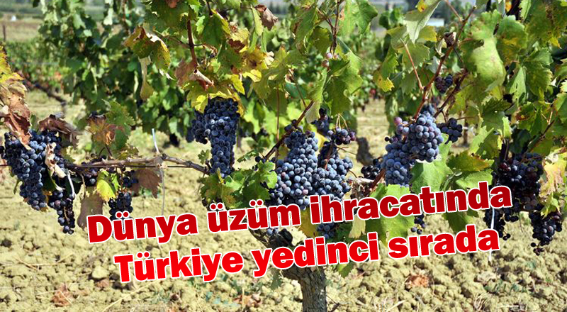 Dünya üzüm ihracatında Türkiye yedinci sırada