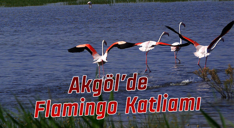 Akgöl’de Flamingo Katliamı!