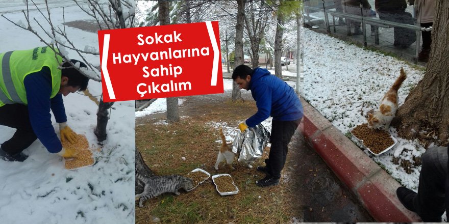 KIŞ ŞARTLARINDA SOKAK HAYVANLARINA SAHİP ÇIKALIM