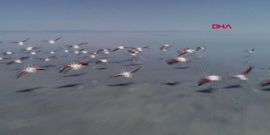 Flamingo cenneti Tuz Gölü, yok olabilir