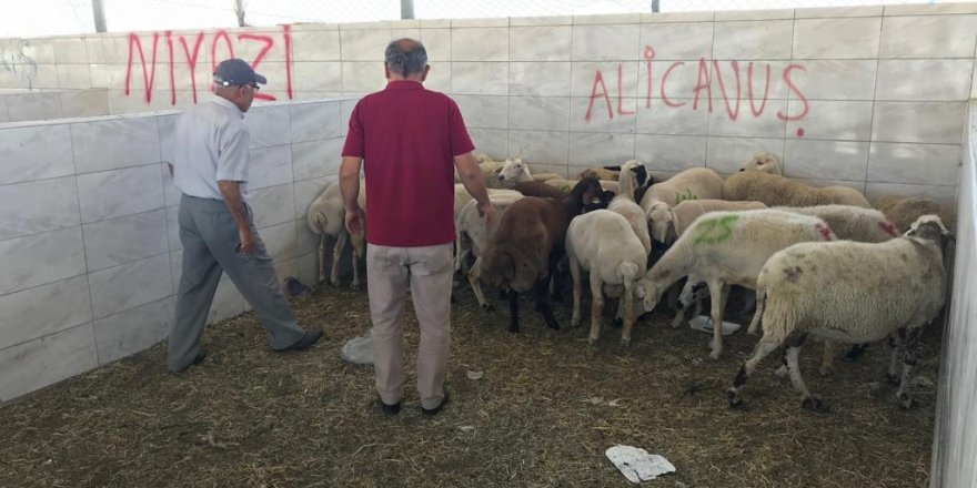 KÜÇÜKBAŞ HAYVAN HIRSIZLIĞI ÇETESİ YAKALANDI