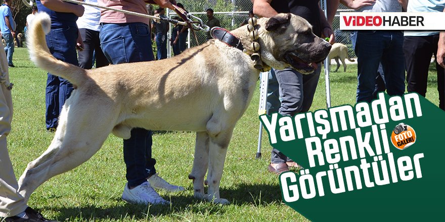 Köpek Irk Standartları Türkiye Şampiyonası