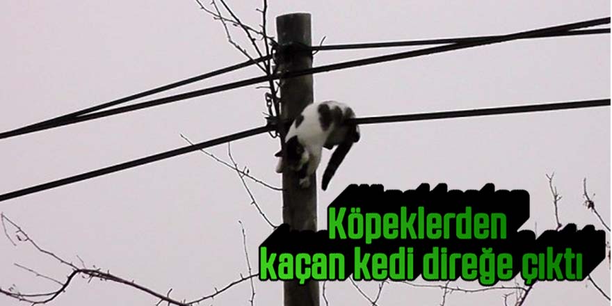 Köpeklerden kaçan kedi direğe çıktı