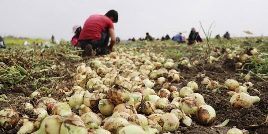 Tarım ÜFE  Aralık'ta yıllık yüzde 16,07 arttı