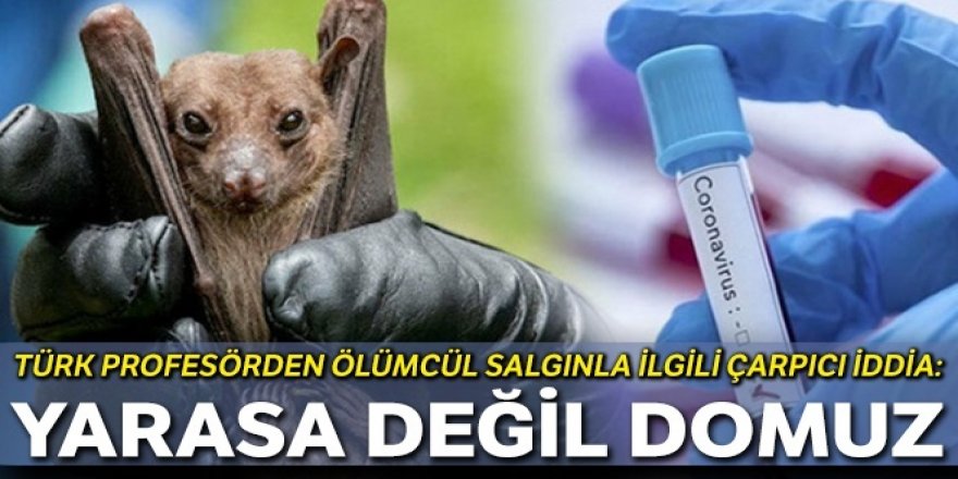 Türk profesörden çarpıcı iddia: Yarasa değil domuz