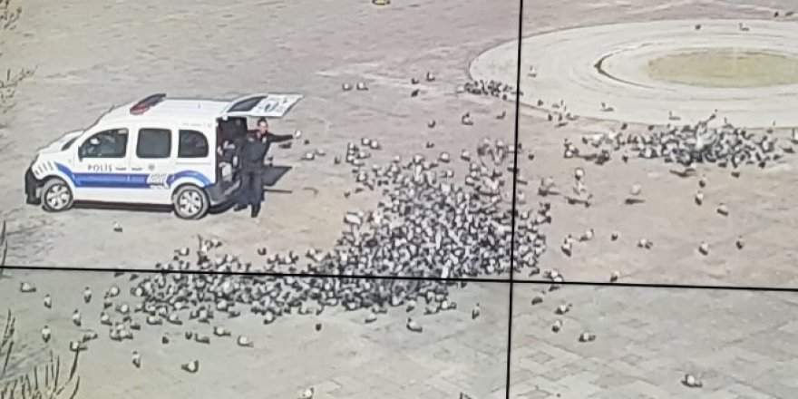Aç kalan güvercinleri polis besledi