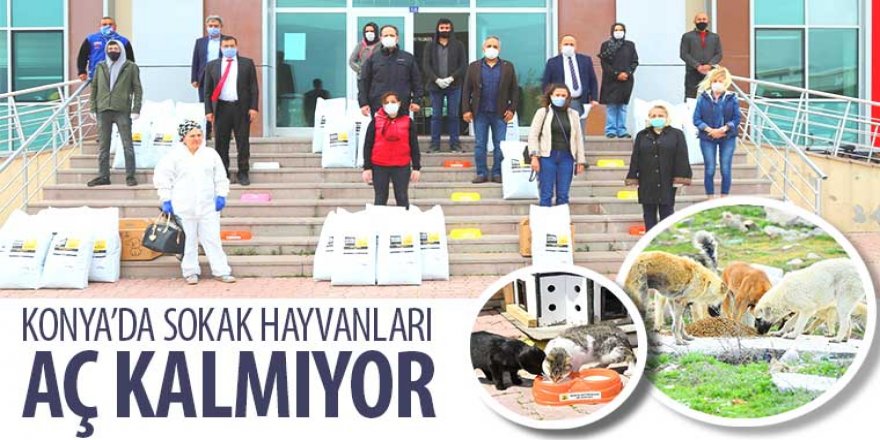 Konya’da Sokak Hayvanları Aç Kalmıyor