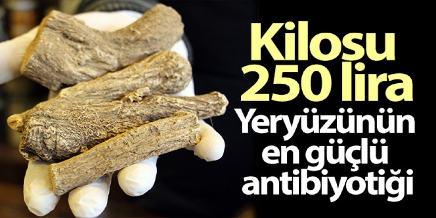 Yeryüzünün en güçlü antibiyotiği: 'Udi hindi'