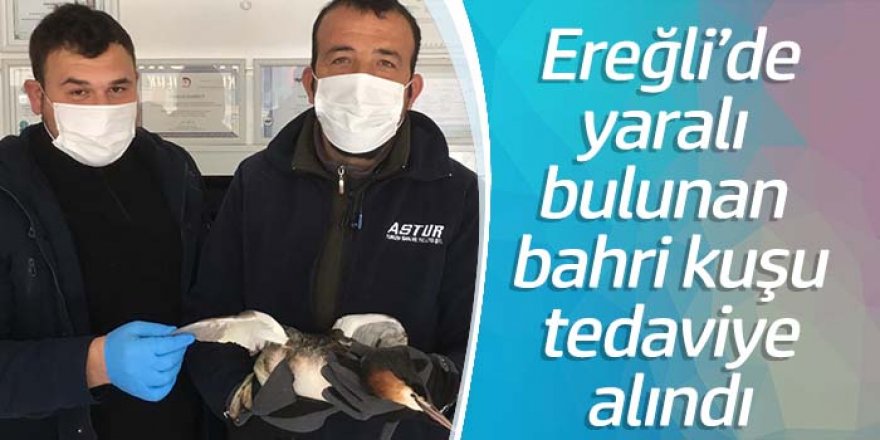 Arazide yaralı bulunan bahri kuşu, tedaviye alındı