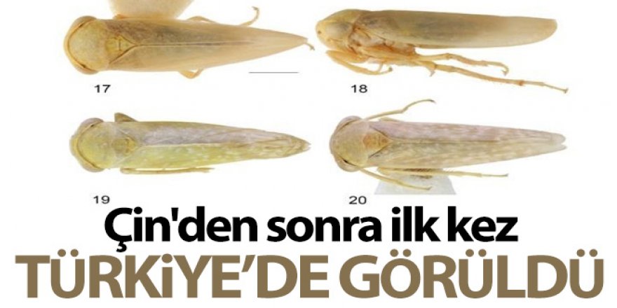 Bu böcek dünyada ikinci, Türkiye'de ilk defa Elazığ'da görüldü