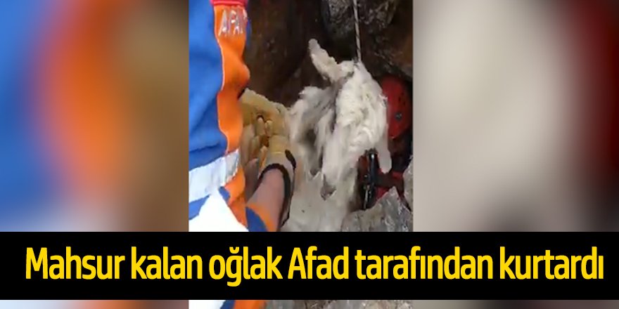Kayalıklarda mağaraya düşen oğlak AFAD ekipleri tarafından kurtarıldı