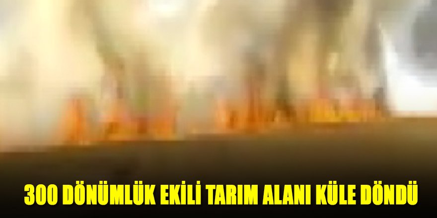 300 DÖNÜMLÜK EKİLİ TARIM ALANI KÜLE DÖNDÜ