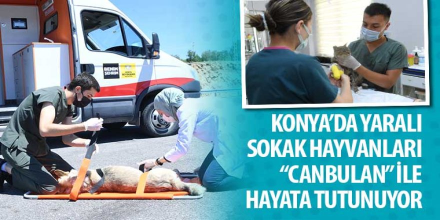 Konya’da Yaralı Sokak Hayvanları “Canbulan” İle Hayata Tutunuyor