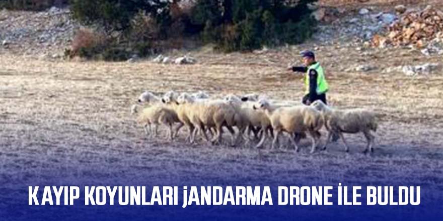 Kayıp koyunları jandarma drone ile 3 saatlik arama sonucu buldu