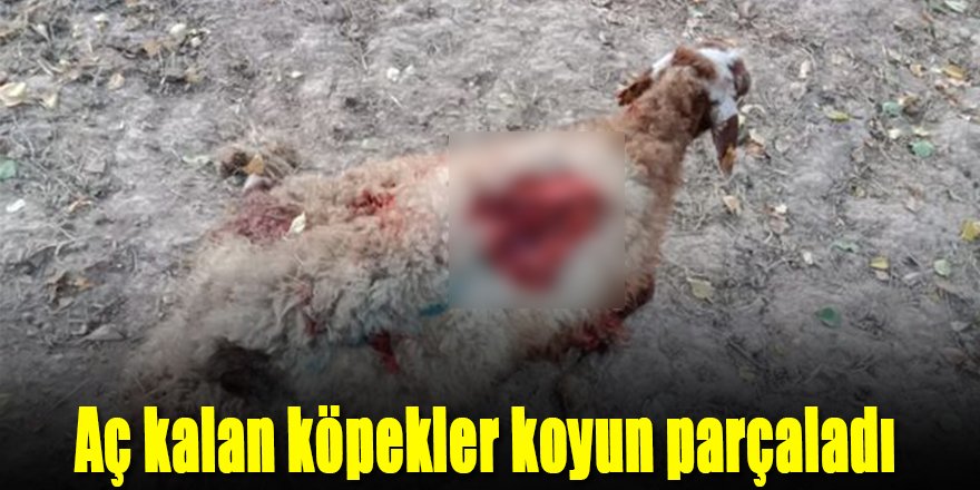 AÇ KALAN KÖPEKLER KOYUN PARÇALADI