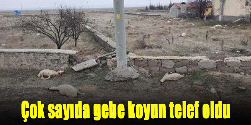 Çok sayıda gebe koyun telef oldu