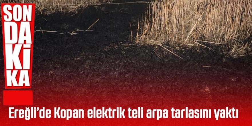 Ereğli’de Kopan elektrik teli arpa tarlasını yaktı