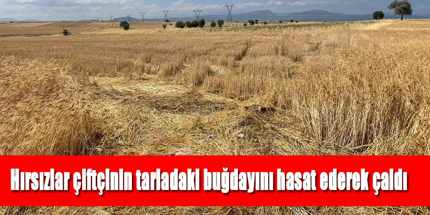 Hırsızlar çiftçinin tarladaki buğdayını hasat ederek çaldı