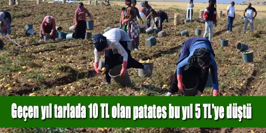 Geçen yıl tarlada 10 TL olan patates bu yıl 5 TL'ye düştü