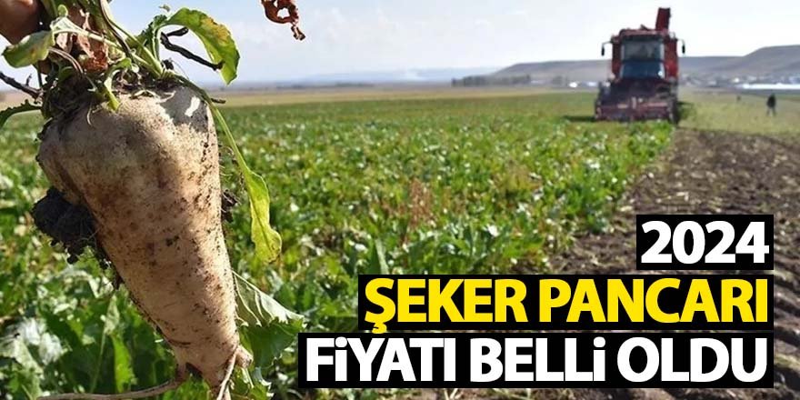 2024 şeker pancarı fiyatı belli oldu