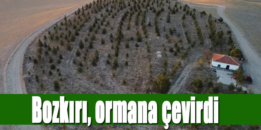 Bozkırı, ormana çevirdi