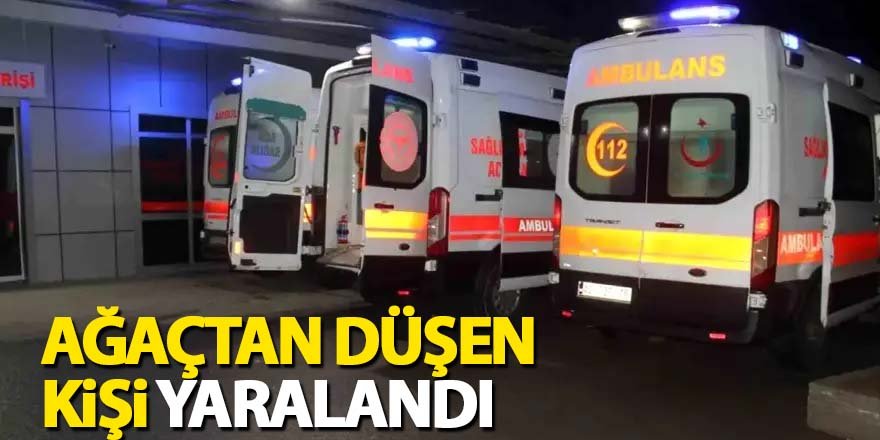 Ağaçtan Düşen Kişi Yaralandı