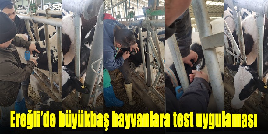 Ereğli’de büyükbaş hayvanlara hastalıktan arı işletme testleri yapılıyor