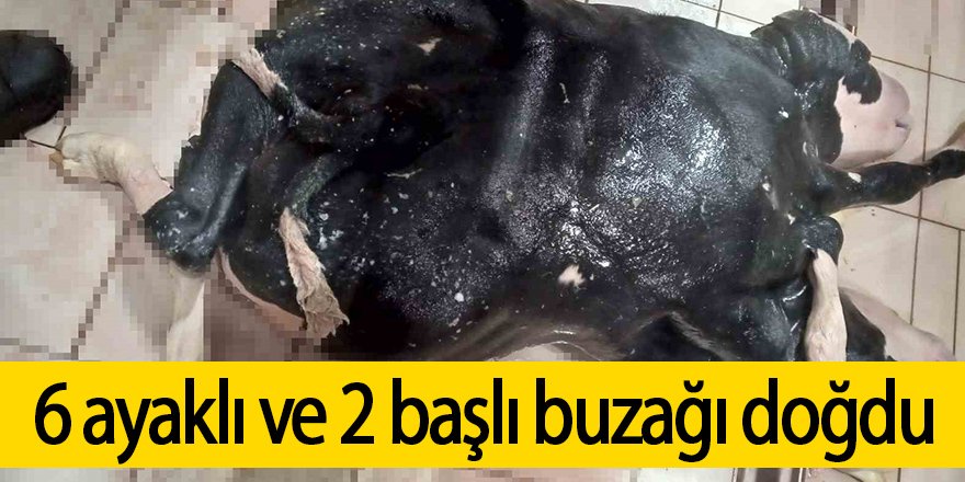 6 ayaklı ve 2 başlı buzağı doğdu