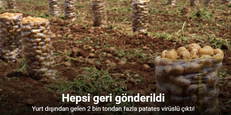 Yurt dışından gelen 2 bin tondan fazla patates virüslü çıktı