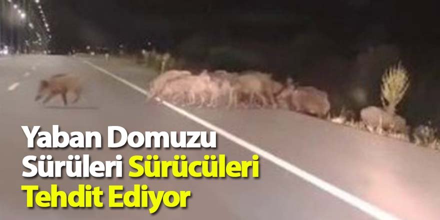Yaban Domuzu Sürüleri Sürücüleri Tehdit Ediyor