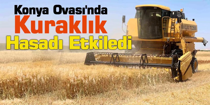 Konya Ovası'nda Kuraklık Hasadı Etkiledi