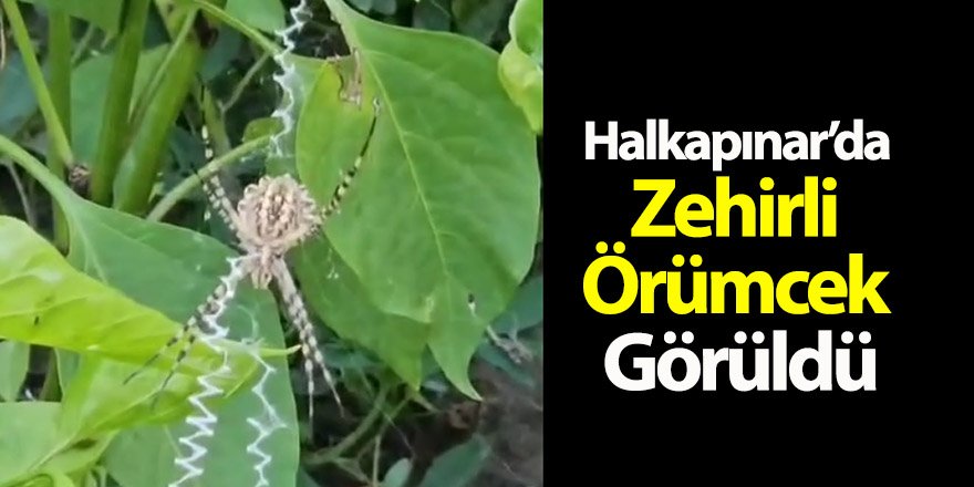 Halkapınar’da Zehirli Örümcek Görüldü
