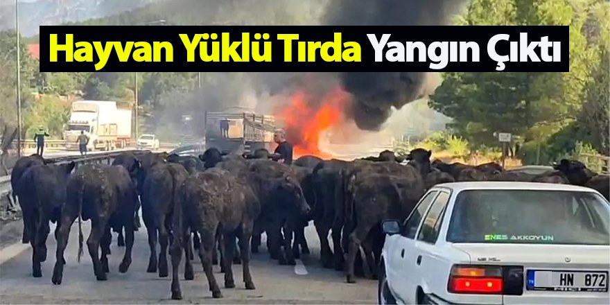Hayvan Yüklü Tırda Yangın Çıktı