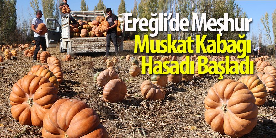 Ereğli’de Meşhur Muskat Kabağı Hasadı Başladı