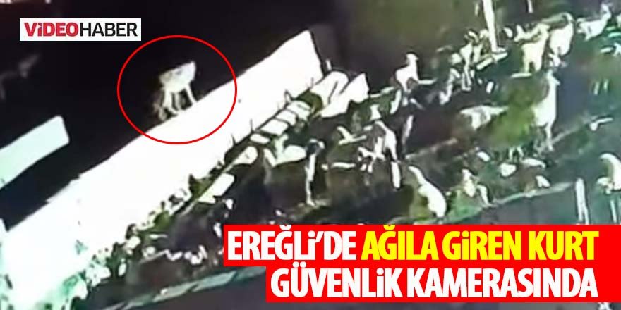 Ereğli’de Ağıla Giren Kurt Güvenlik Kamerasında