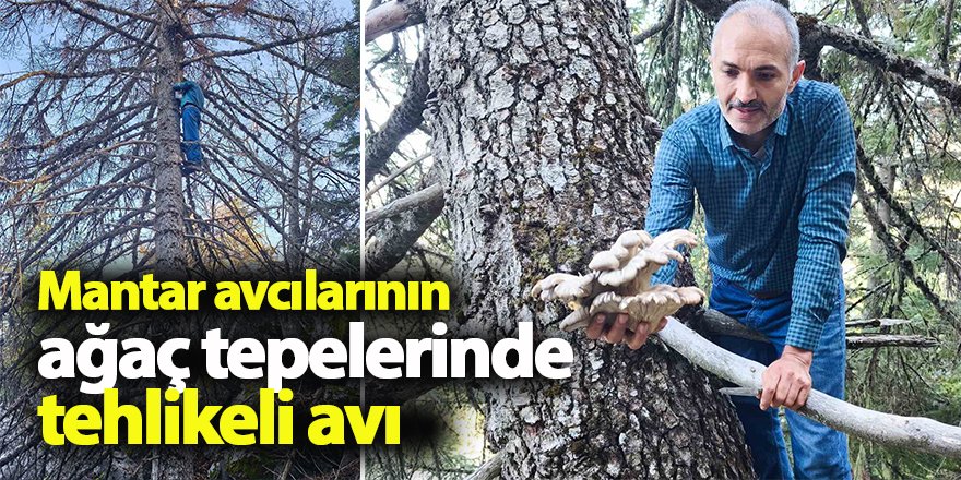 Mantar avcılarının ağaç tepelerinde tehlikeli avı