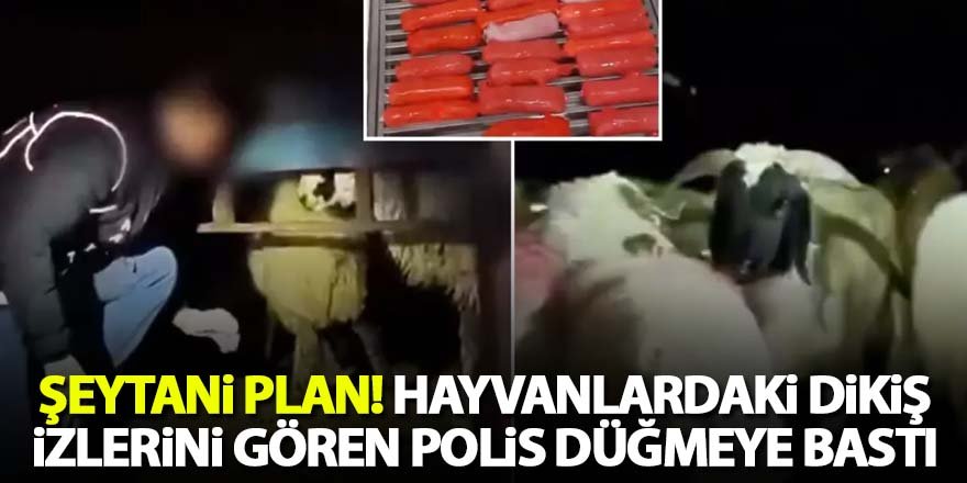 Kilolarca uyuşturucuyu hayvanların karın boşluklarına yerleştirmişler