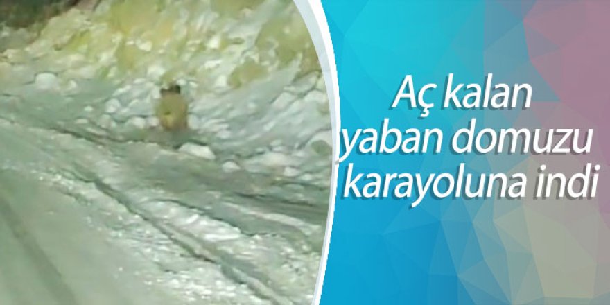 Aç kalan yaban domuzu karayoluna indi