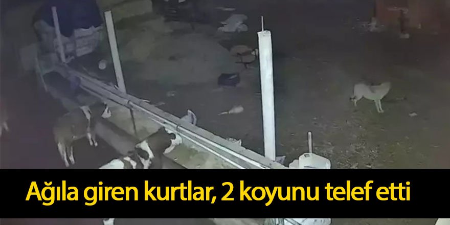 Ağıla giren kurtlar, 2 koyunu telef etti