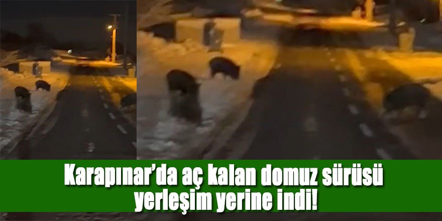 Karapınar’da aç kalan domuz sürüsü yerleşim yerine indi!