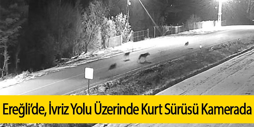 Ereğli’de İvriz Yolu Üzerinde Kurt Sürüsü Kamerada