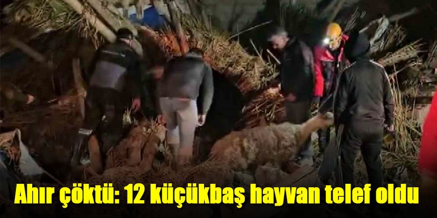 Ahır çöktü: 12 küçükbaş hayvan telef oldu