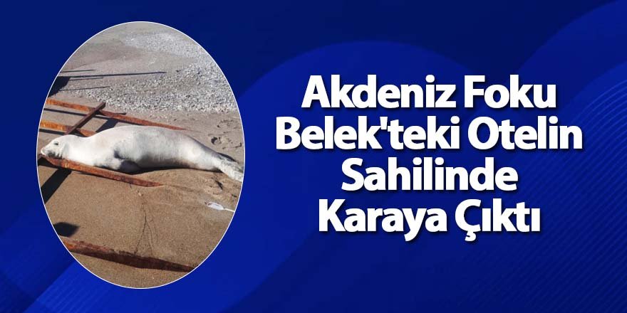 Akdeniz Foku Belek'teki Otelin Sahilinde Karaya Çıktı
